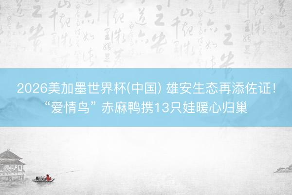 2026美加墨世界杯(中国) 雄安生态再添佐证！“爱情鸟” 赤麻鸭携13只娃暖心归巢
